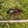 Atelier nature enfants hotel a insectes e domzal