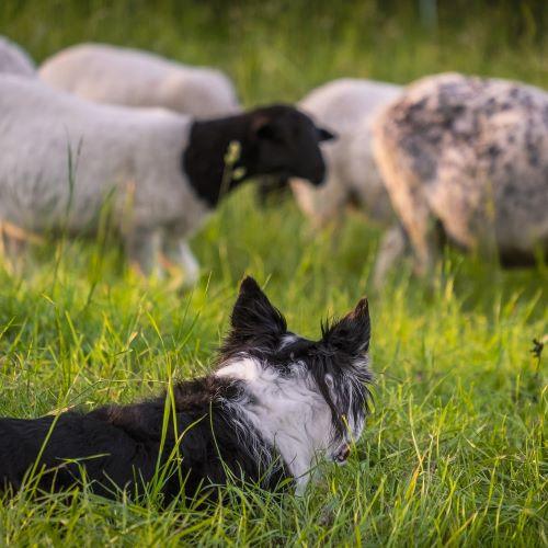 chien de berger