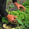 Vegetables 742098 1921